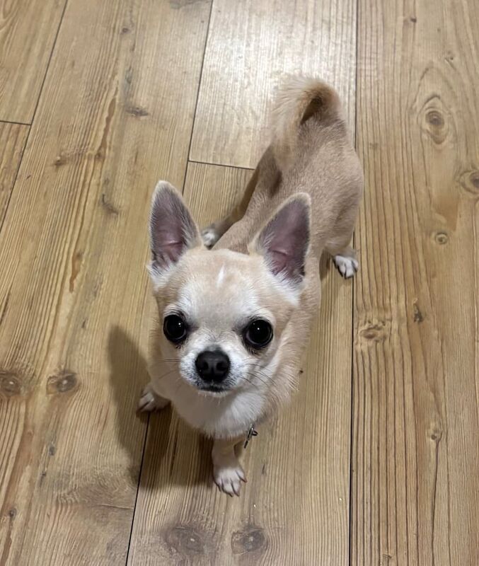 Beautiful miniature Boy Chihuahua for sale in Ellesmere Port, Cheshire | Image 3