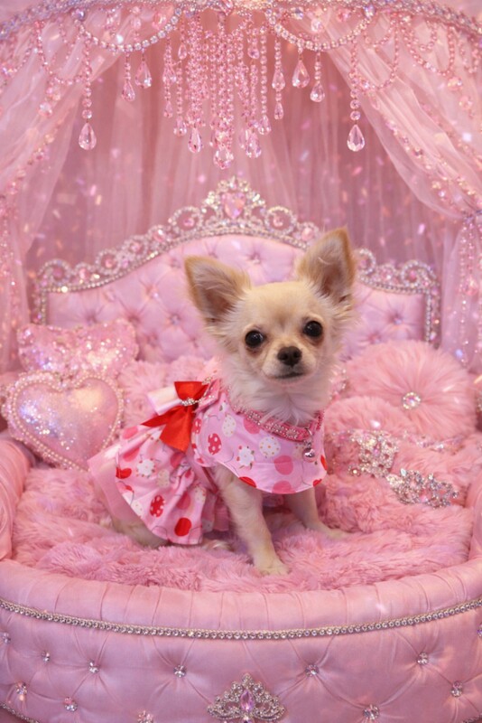 Chihuahua puppies for sale in Birmingham, West Midlands – 4 months old