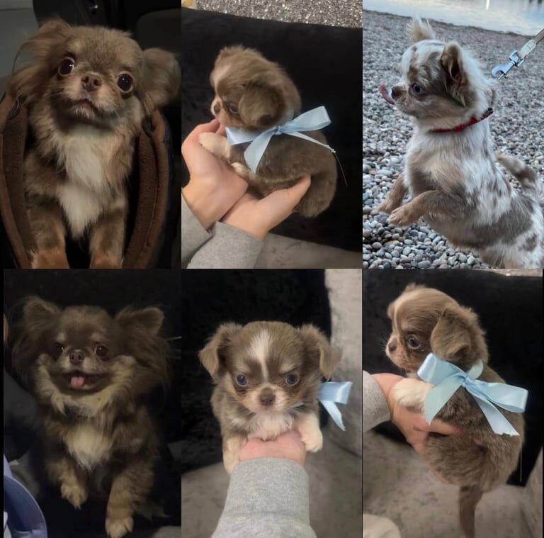 Chihuahua puppies for sale in Livingston, West Lothian – 8 weeks old