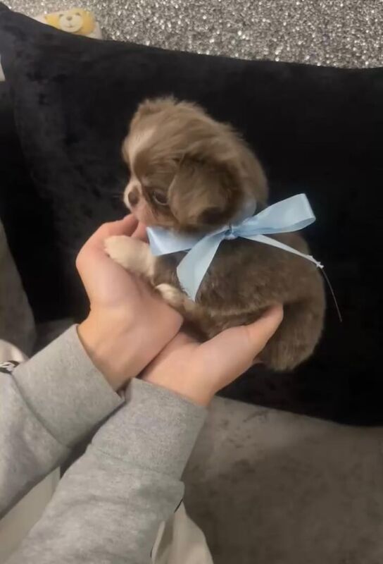 Chihuahua puppies for sale in Livingston, West Lothian – 8 weeks old - Image 2 of 3