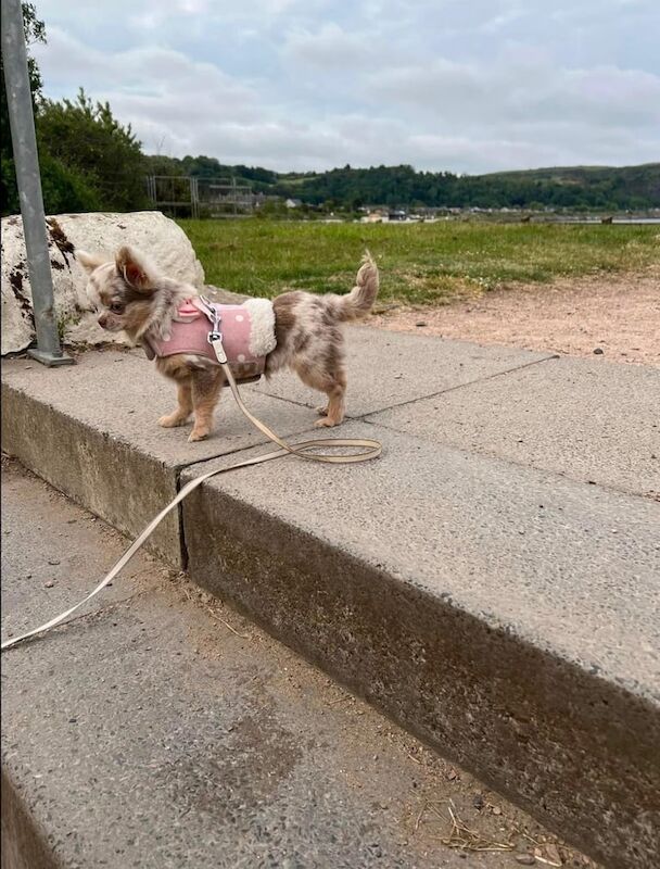 Chihuahua puppies for sale in Livingston, West Lothian – 8 weeks old - Image 3 of 3