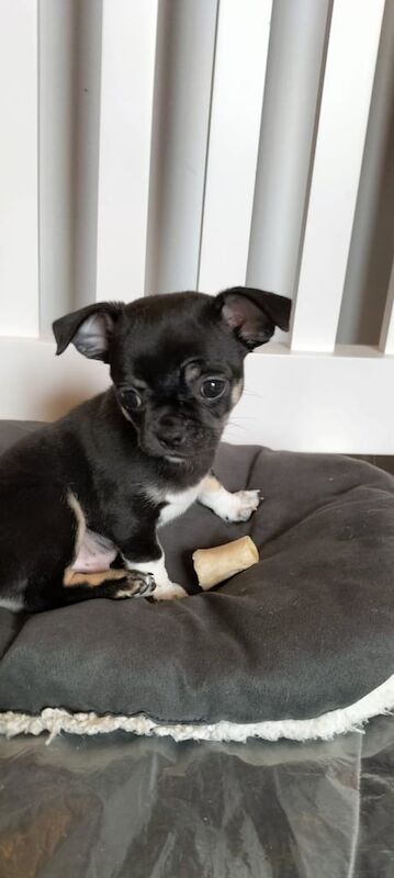 Beautiful XS pedigree chihuahua for sale in Gravesend, Kent