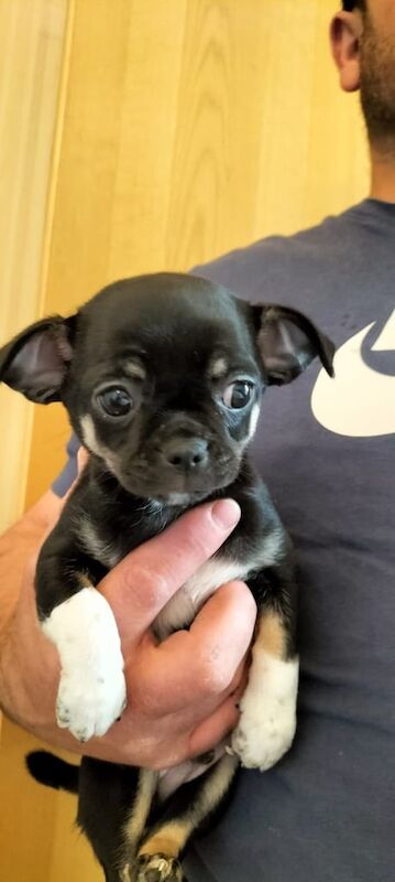 Beautiful XS pedigree chihuahua for sale in Gravesend, Kent | Image 2