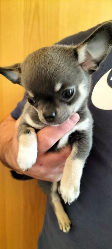 Beautiful XS pedigree chihuahua for sale in Gravesend, Kent | Image 3