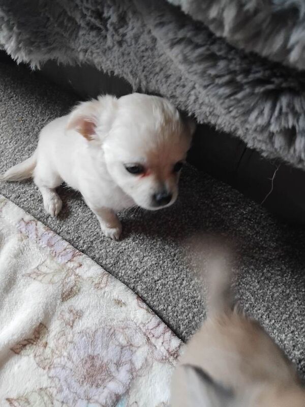 Chihuahua Puppies For Sale Under £1,000