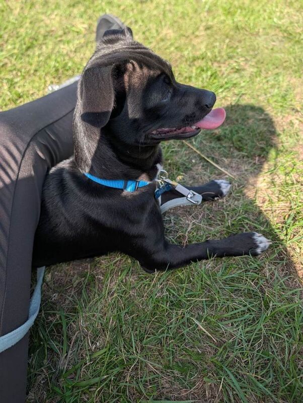 Billy, gorgeous 8 month old chi x Jack - Image 2 of 4