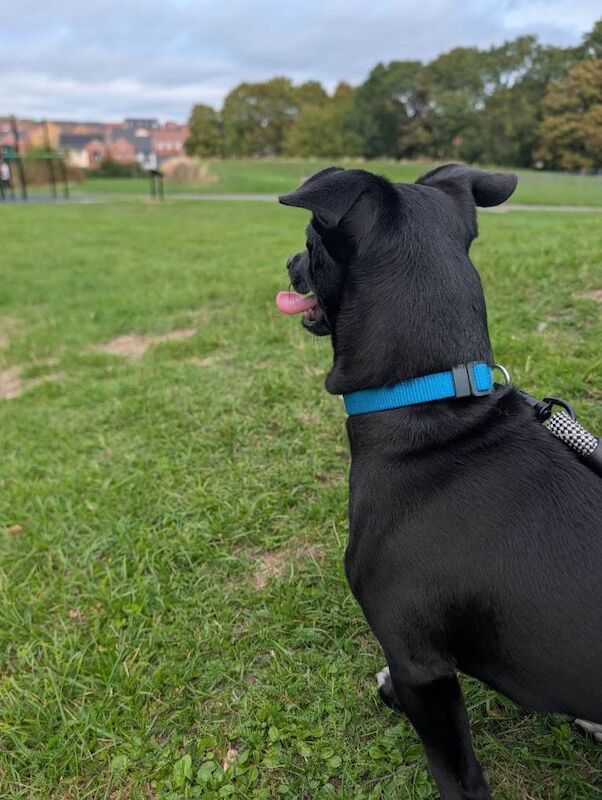 Billy, gorgeous 8 month old chi x Jack - Image 3 of 4