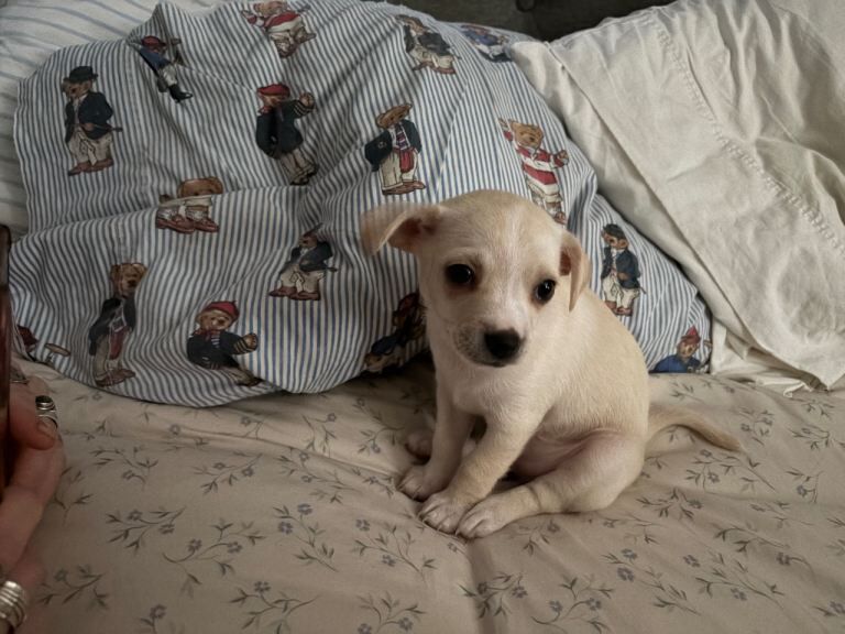 Blonde Chihuahua puppy - ready to leave