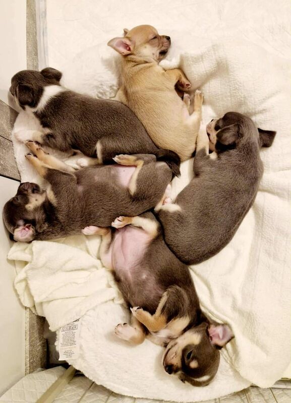 Chihuahua puppies for sale in Alexandria, Dunbartonshire – 7 weeks old