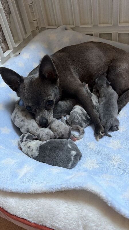 Chihuahua Puppies For Sale