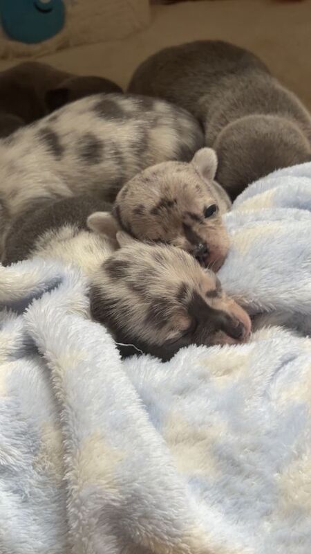 Blue puppy chihuahuas - Image 2 of 3