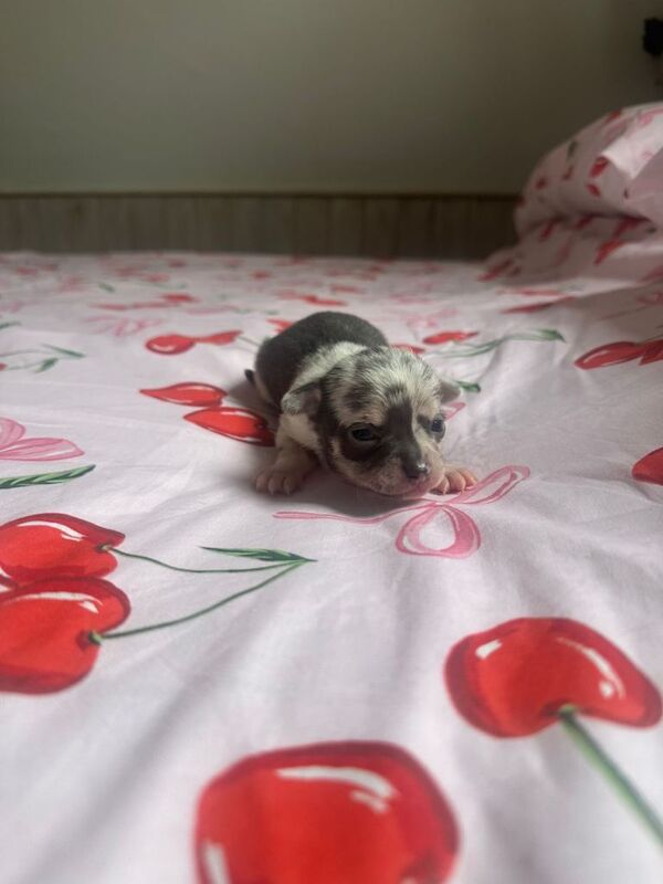 Blue puppy chihuahuas - Image 3 of 3