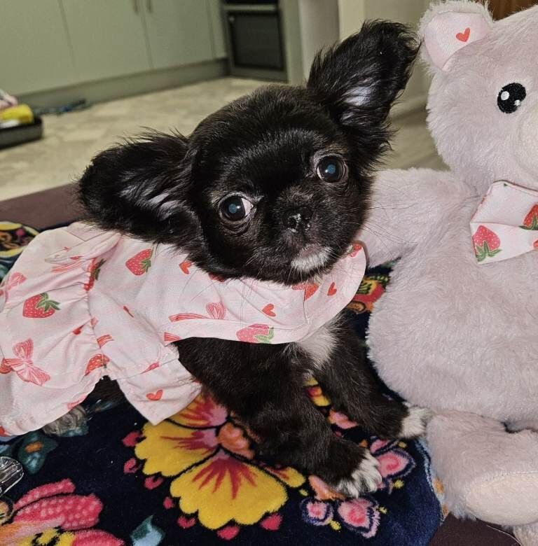 Chihuahua puppies for sale in Chichester, West Sussex – KC registered, 6 months old