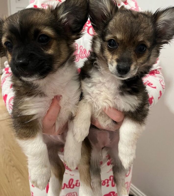 Chihuahua Puppies For Sale