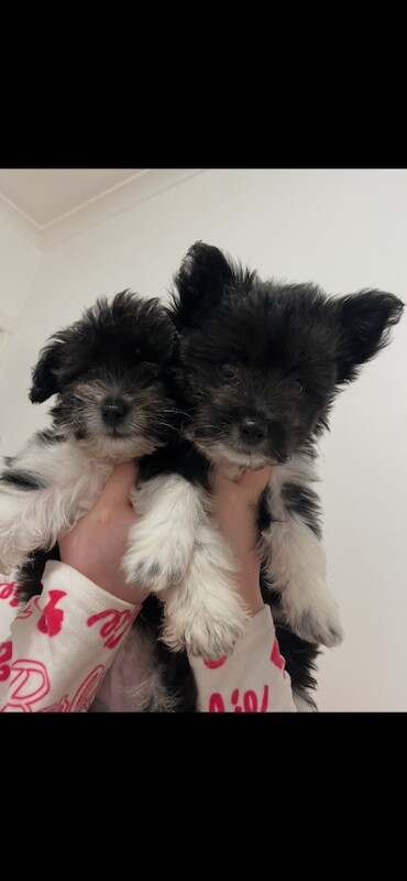 Chichon puppies for sale - Image 2 of 3