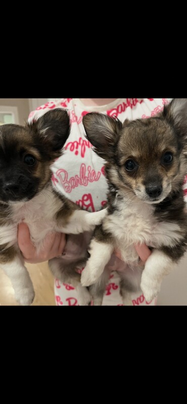 Chichon puppies for sale - Image 3 of 3