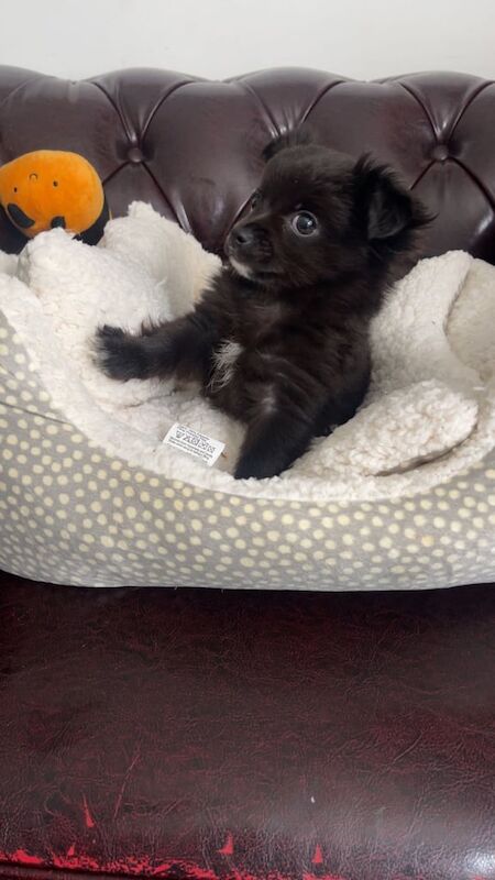 Chichuahua boy puppies for sale in Greenwich, Greater London