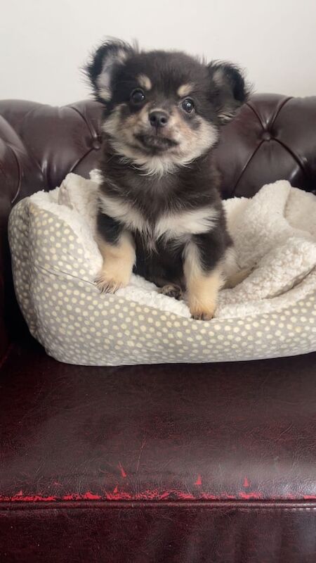 Chichuahua boy puppies for sale in Greenwich, Greater London | Image 2