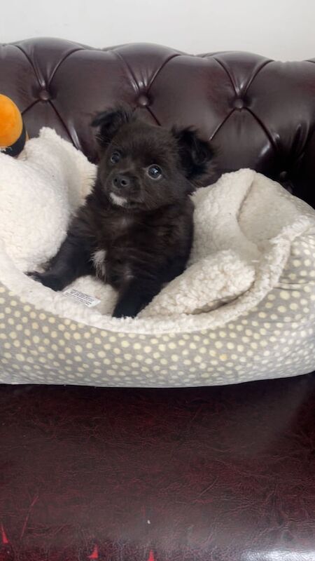 Chichuahua boy puppies for sale in Greenwich, Greater London | Image 3