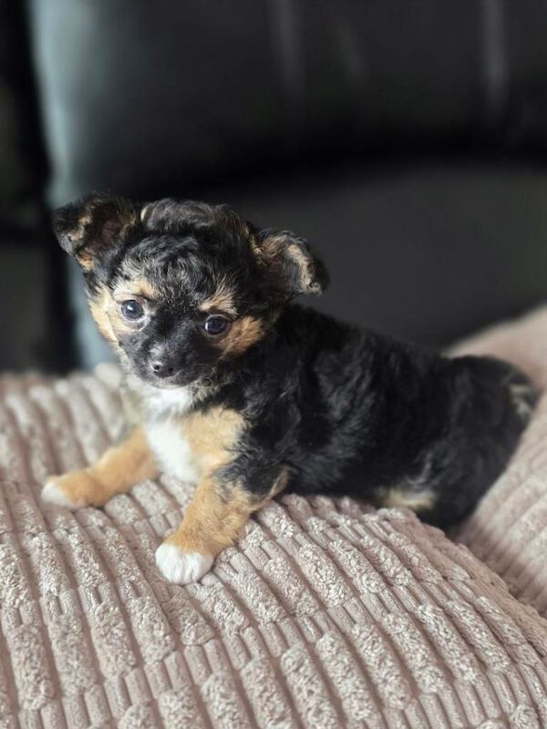 Chihuaha Long haired Male puppies