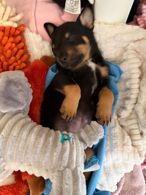 Chihuahua Puppies For Sale Under £1,000
