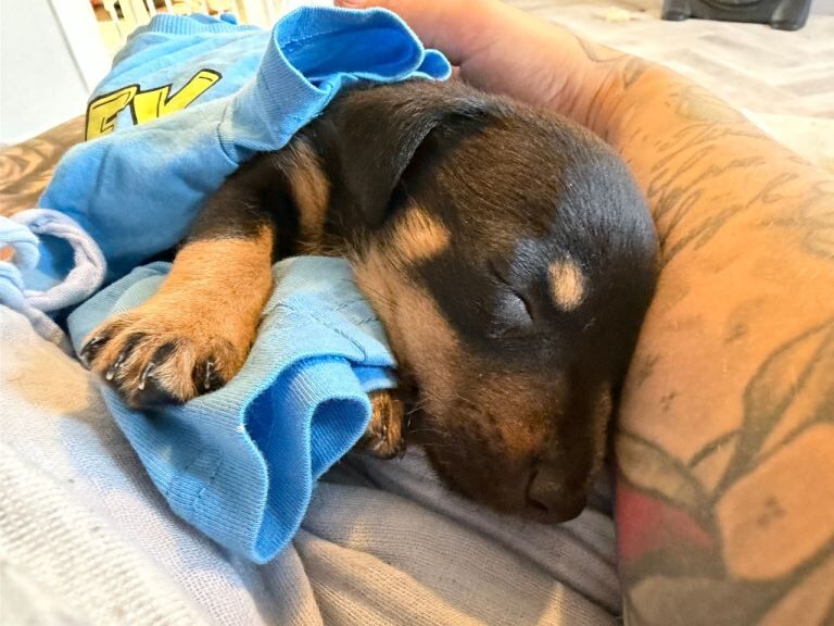 Chihuaha mini pin puppy - Image 2 of 4