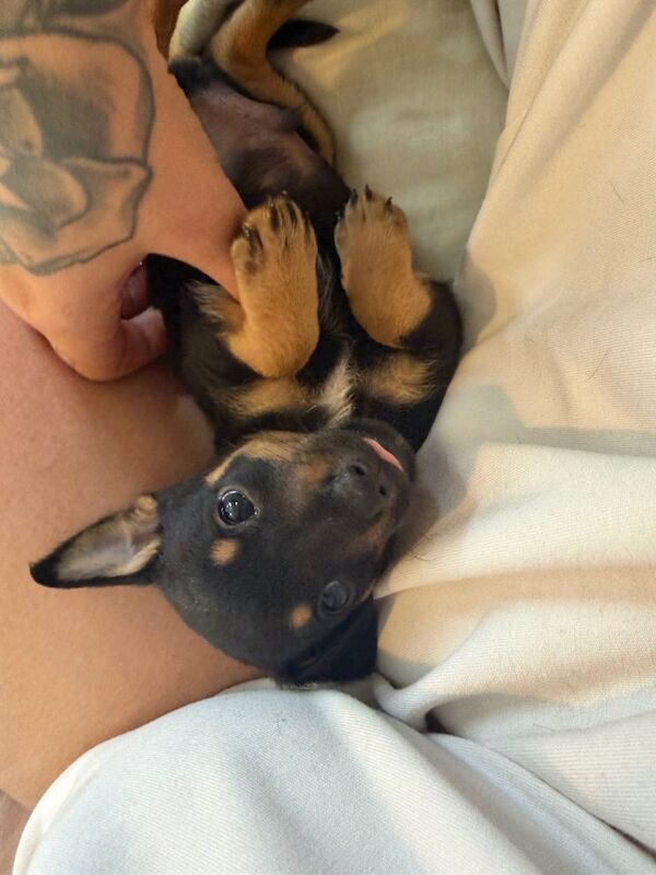 Chihuaha mini pin puppy - Image 4 of 4