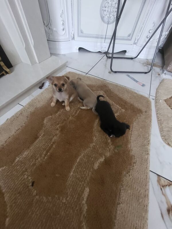Chihuahu puppies for sale in Liverpool, Merseyside