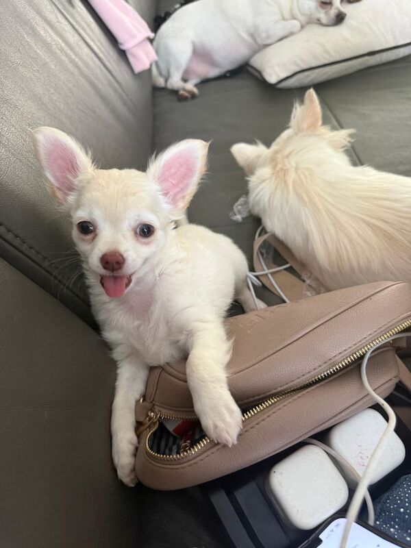 Chihuahua 1 long haired