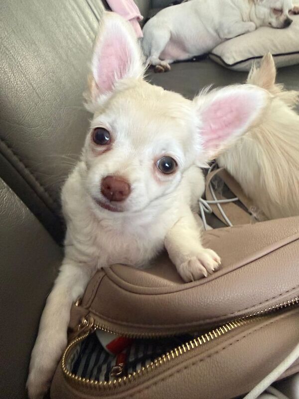 Chihuahua 1 long haired - Image 2 of 3