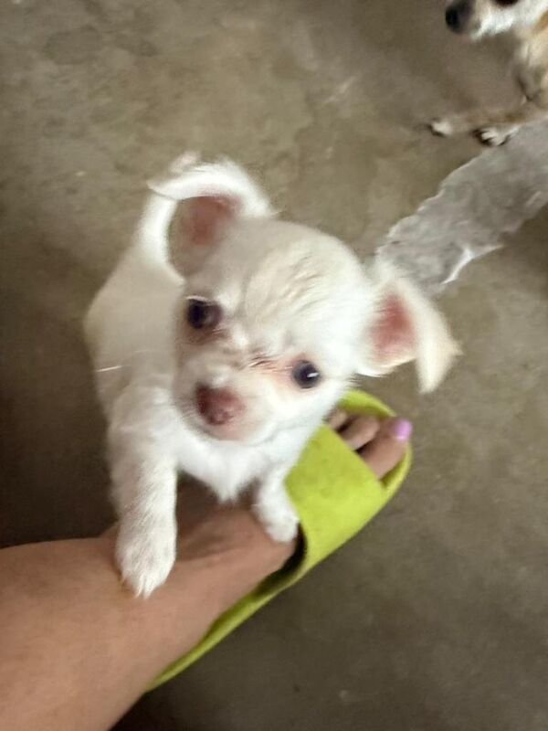 Chihuahua 1 long haired - Image 3 of 3