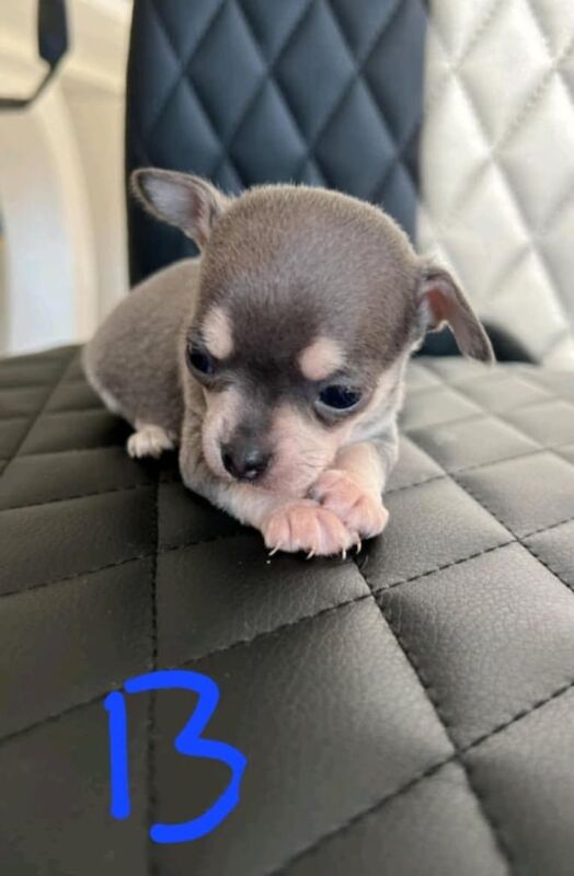 Chihuahua for sale in Downend, Berkshire