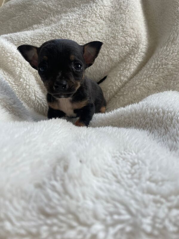 Chihuahua for sale in Rumney / Rhymni, South Glamorgan