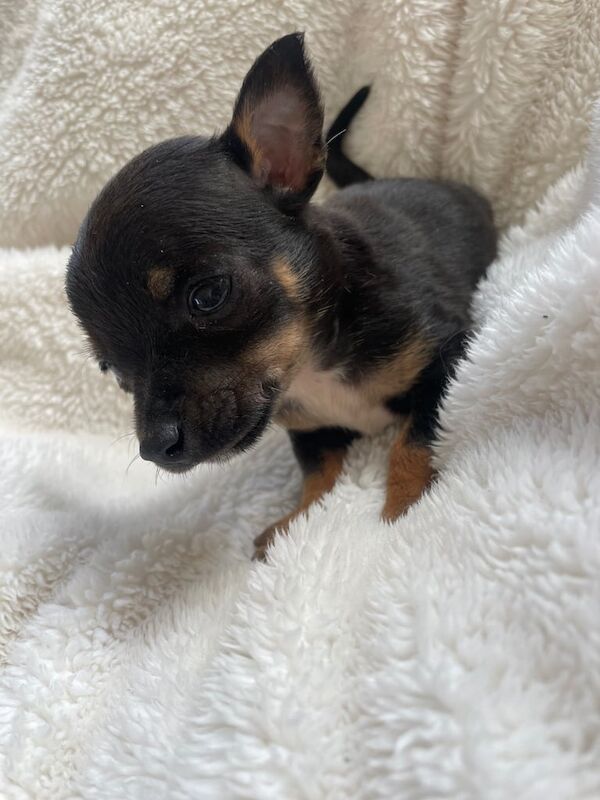 Chihuahua for sale in Rumney / Rhymni, South Glamorgan | Image 3