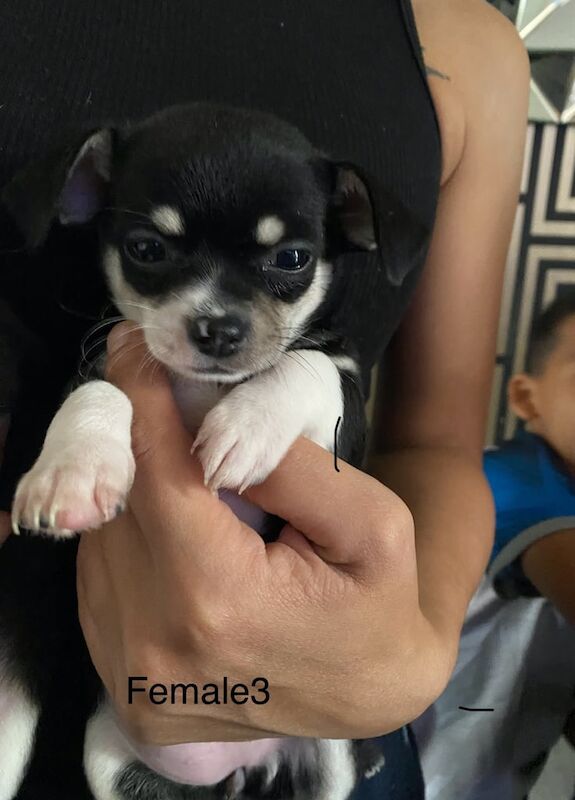 Chihuahua for sale in Derby, Derbyshire | Image 2