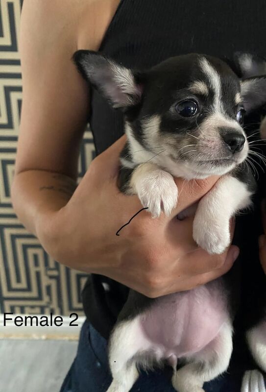 Chihuahua for sale in Derby, Derbyshire | Image 3