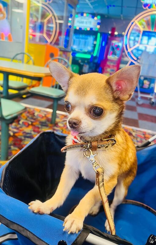 Chihuahua puppies for sale in Nottingham, Nottinghamshire – 7 years old