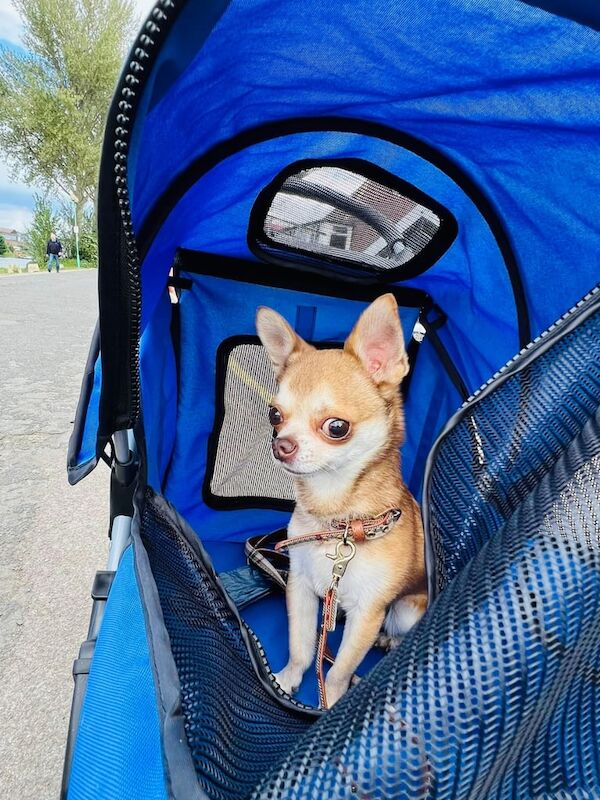 Chihuahua puppies for sale in Nottingham, Nottinghamshire – 7 years old - Image 2 of 3