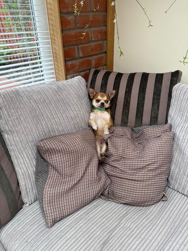 Chihuahua puppies for sale in Nottingham, Nottinghamshire – 7 years old - Image 3 of 3