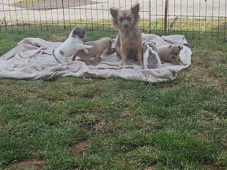 Chihuahua puppies for sale in Doncaster, South Yorkshire – 6 weeks old