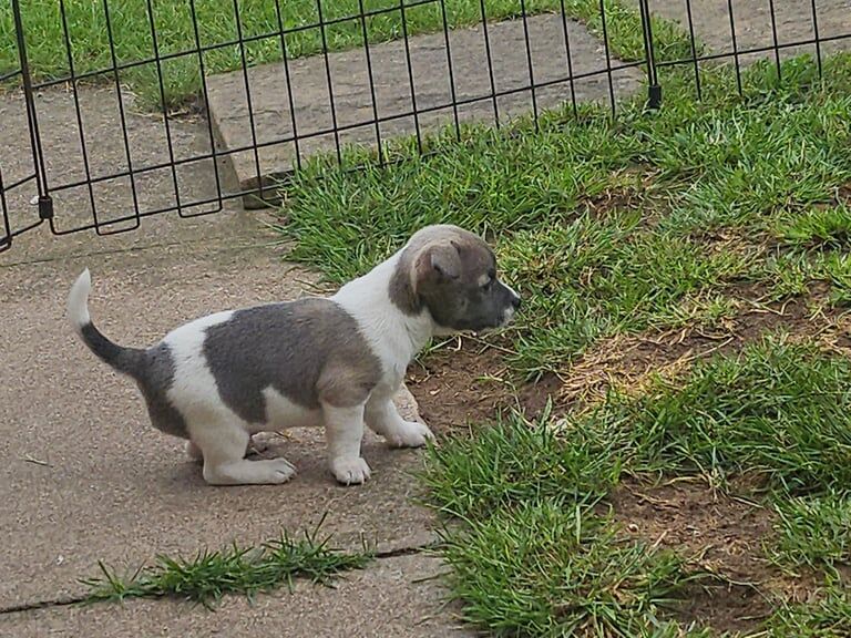 Chihuahua puppies for sale in Doncaster, South Yorkshire – 6 weeks old - Image 2 of 3