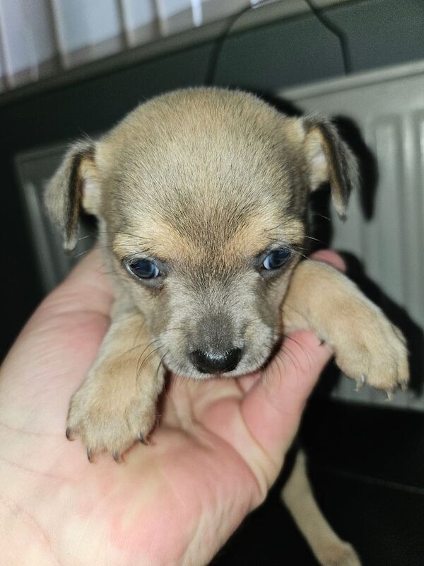 Chihuahua puppies for sale in Doncaster, South Yorkshire – 6 weeks old - Image 3 of 3