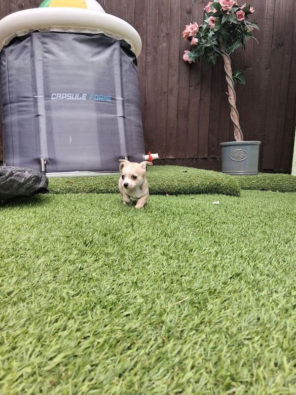 Chihuahua puppies for sale in Richmond, Greater London – 8 weeks old