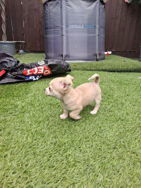 Chihuahua puppies for sale in Richmond, Greater London – 8 weeks old - Image 2 of 3