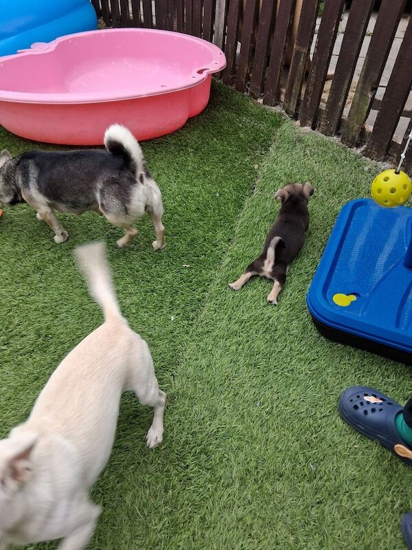 Chihuahua puppies for sale in Richmond, Greater London – 8 weeks old - Image 3 of 3