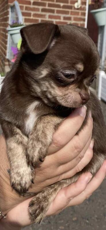 Chihuahua puppies for sale in Bangor, County Down – 9 weeks old