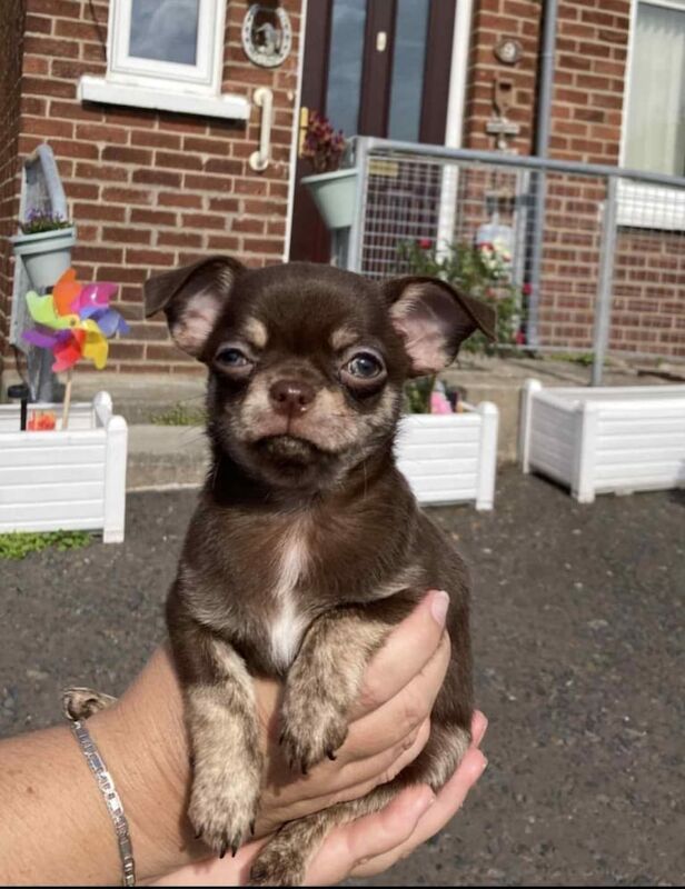 Chihuahua puppies for sale in Bangor, County Down – 9 weeks old - Image 2 of 3