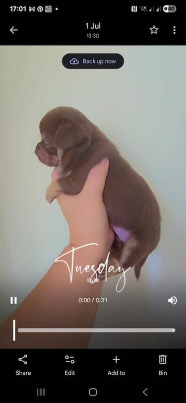 Chihuahua puppies for sale in Bangor, County Down – 9 weeks old - Image 3 of 3