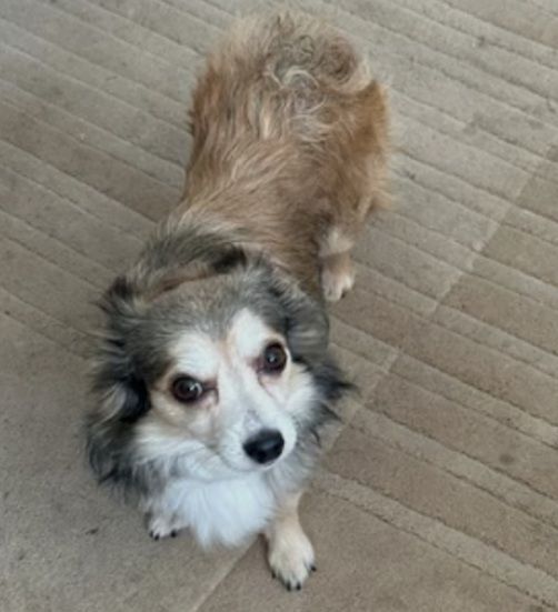 Chihuahua puppies for sale in Didcot, Oxfordshire – 5 years old
