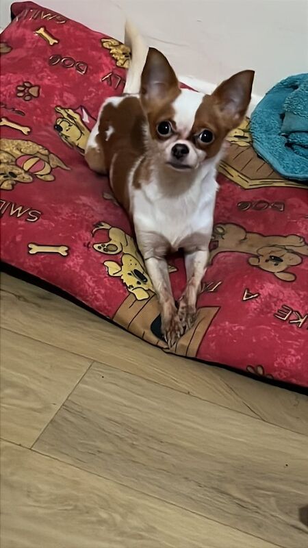 Chihuahua puppies for sale in County Antrim – 1 year old